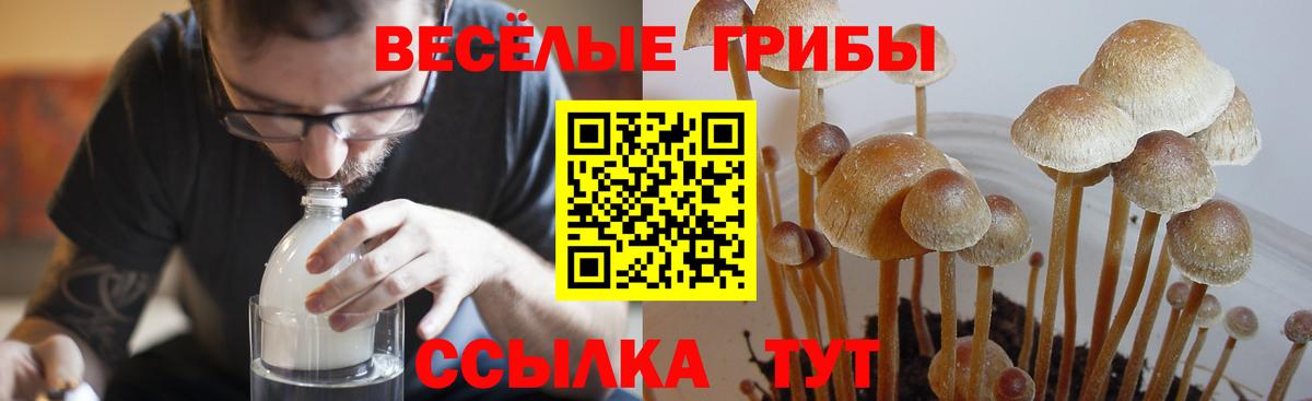 как найти наркотики  Вход с VPN  Большой Камень  Псилоцибиновые грибы Psilocybe 